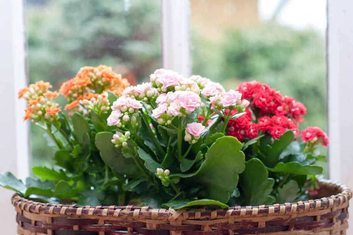 peut on mettre un kalanchoe dehors