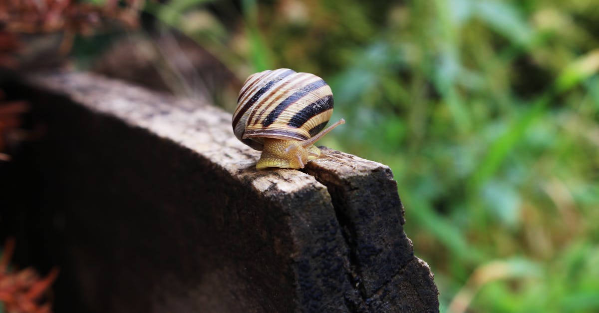 découvrez des méthodes efficaces pour contrôler et éliminer les escargots dans votre jardin, protégeant ainsi vos plantes et cultures.