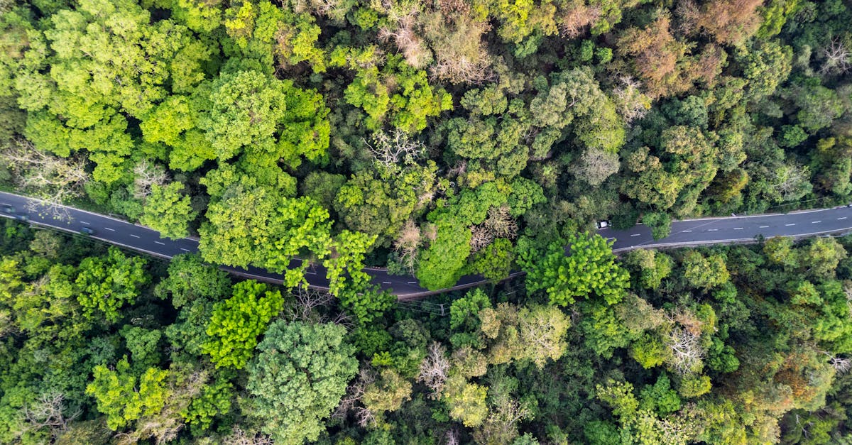 découvrez l'importance de la biodiversité pour préserver notre planète, soutenir les écosystèmes et garantir un avenir durable pour toutes les espèces.