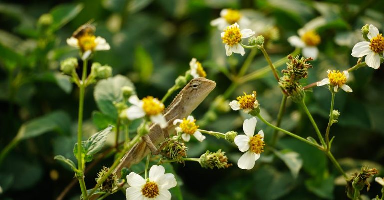 découvrez l'importance de la biodiversité, son rôle essentiel dans l'équilibre des écosystèmes et les actions pour la préserver.