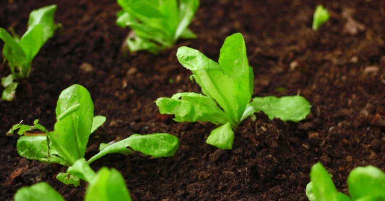découvrez les meilleures pratiques pour le jardinage biologique, astuces naturelles et conseils pour cultiver un potager sain et respectueux de l'environnement.