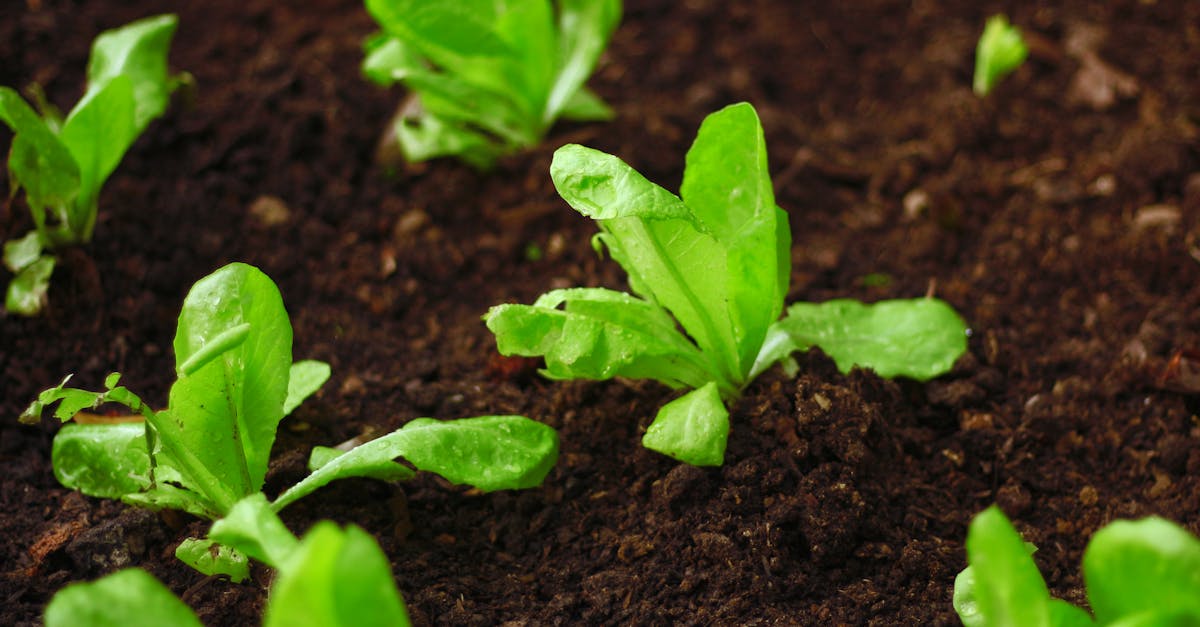 découvrez les meilleures pratiques pour le jardinage biologique, astuces naturelles et conseils pour cultiver un potager sain et respectueux de l'environnement.