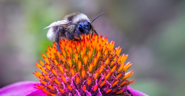 découvrez l'importance des pollinisateurs dans la nature, leur rôle essentiel pour la biodiversité et comment les protéger pour un environnement durable.