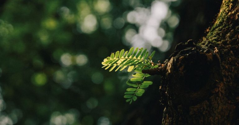 découvrez l'écologie : comprendre l'interaction entre les êtres vivants et leur environnement pour préserver notre planète.