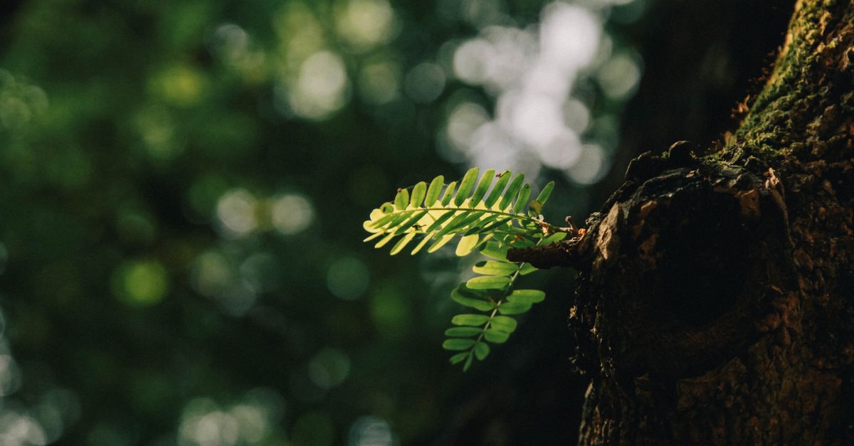 découvrez l'écologie : comprendre l'interaction entre les êtres vivants et leur environnement pour préserver notre planète.