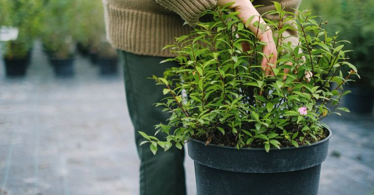 découvrez le jardinage écologique sans jardin : des astuces et méthodes pour cultiver vos plantes de manière durable, même sans espace extérieur.