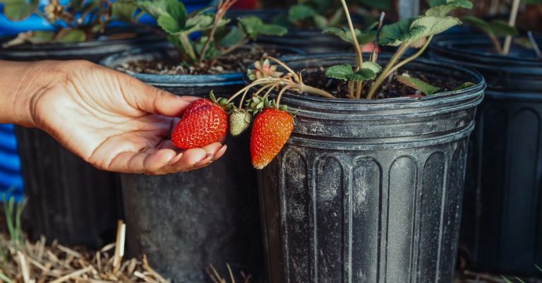 découvrez les meilleures plantes compagnes des fraisiers pour favoriser leur croissance, attirer les pollinisateurs et éloigner les nuisibles au potager.