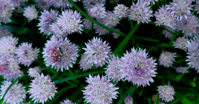 découvrez quand semer la ciboulette, en intérieur ou au jardin, et suivez nos conseils pour favoriser une croissance vigoureuse et récolter des feuilles parfumées.